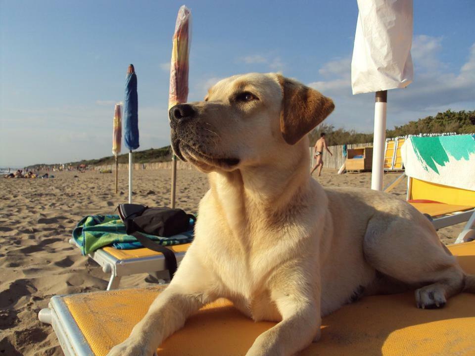 Dolce Vita Campiglia Marittima Eksteriør billede