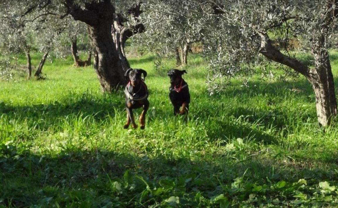 Dolce Vita Campiglia Marittima Eksteriør billede